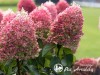 Hortenzija šluotelinė ,Living Pinky Promise' (lot. Hydrangea paniculata)